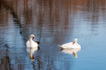 Couple of white swans on the water surface of the river