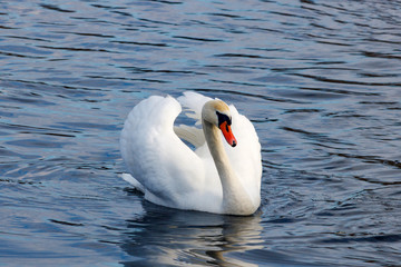 White swan with raised wings floating on the water surface of the river
