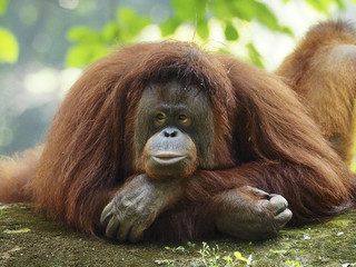 Bornean Orang Utan