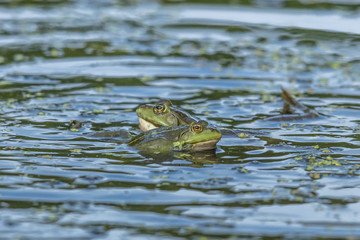 frösche im wasser