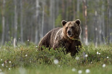 Naklejka na ściany i meble Brown bear (Ursus arctos)