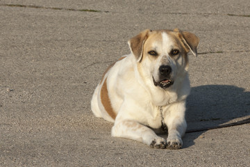 Clara Laying in the Sun