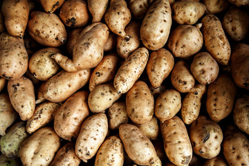 Fresh organic young potatoes sold on open market in Indonesia