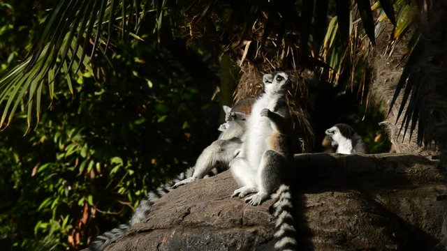 Ringtail lemur jumping in a rock with a group of lemurs sunbathing - Lemur catta