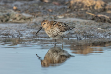 schnepfenvogel
