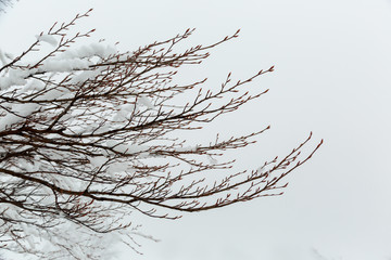 Branches of a snow-covered, icy tree.