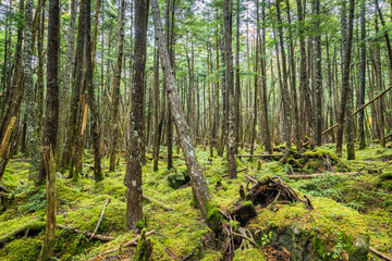 Obraz premium Green moss and green forest at Shiragoma no ike , Nagano