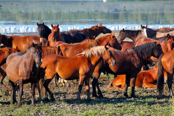 A herd of wild horses is grazing near the lake on an island in Danube Biosphere Reserve
