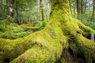 Green moss and green forest at Shiragoma no ike , Nagano