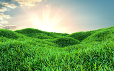 Fototapeta na wymiar Sky and grass background, fresh green fields