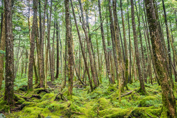 Fototapeta na wymiar Green moss and green forest at Shiragoma no ike , Nagano