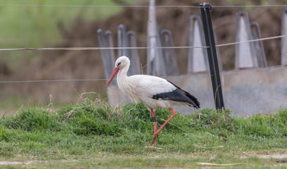 storch auf tour