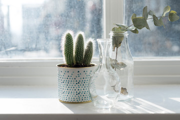  Potted cactus plants and floral branch next to big window Decoration