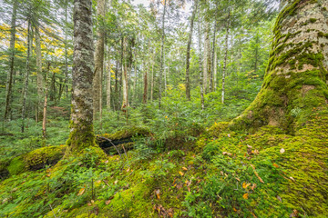 Green moss and green forest at Shiragoma no ike , Nagano