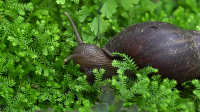 giant snail (AFRICAN GIANT SNAIL) ,Achatina fulica (Bowdich) Found in tropical asia This snail is native to India and has spread to southern Thailand.this species of snails propagated to damage crops.