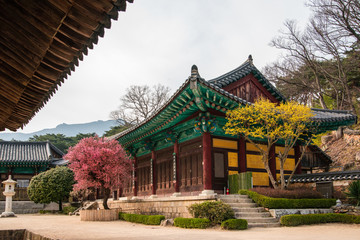 Obraz premium Tongdosa Temple with red plum blossoms