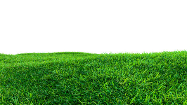Green grass field isolated on white background