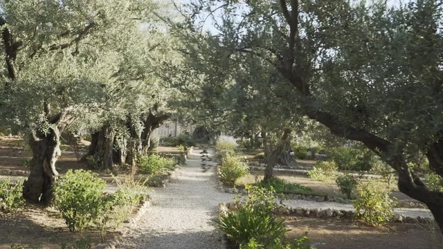 gimbal shot walking past olive trees garden gethsemane in jerusalem