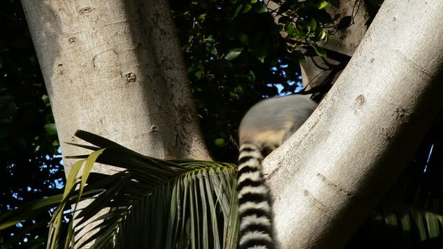 Ringtail lemur in a tree in a natural park - Lemur catta