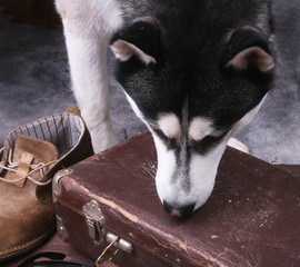 Dog sniffs out drugs or bomb in a luggage.
