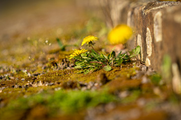 Buttercups growing in the gaps of a stone stair