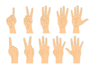 Gestures of hands on a white background. Vector illustration.
