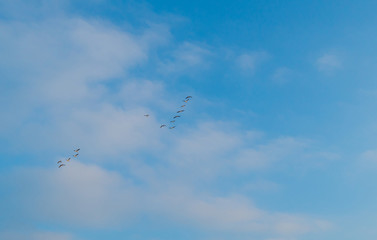 Geese flying in a blue sky in winter