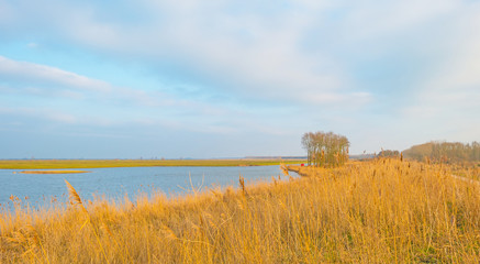 Fototapeta na wymiar Reed along a lake in sunlight in winter