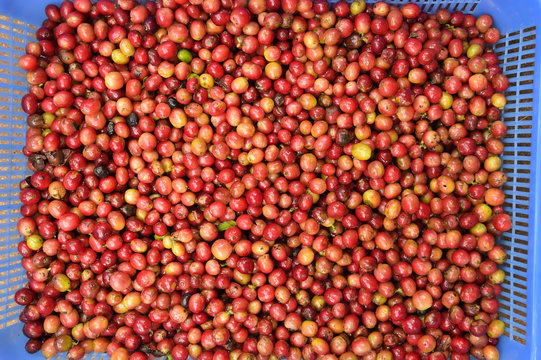 fresh coffee beans for background