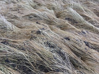 dry grass waves