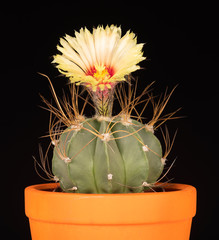Bright cactus flower