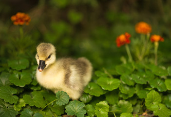 Cute little duckling