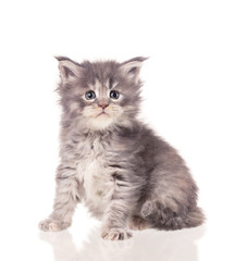 Maine Coon kitten