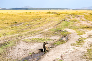 Hyena taking a mud bath in Maasai Mara Park in North West Kenya