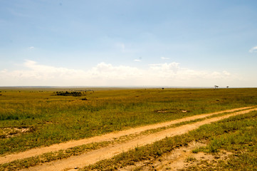 View of the savannah in Maasai Mara Park Kenya