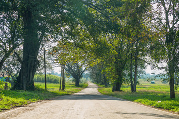 Fototapeta na wymiar Country Road in Green Environment
