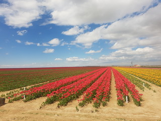 Tulip Garden colorful flowers