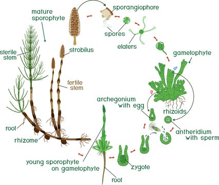 Equisetum life cycle. Diagram of life cycle of horsetail (Equisetum Arvense) with monomeric gametophyte and titles