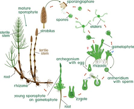 Equisetum life cycle. Diagram of life cycle of horsetail (Equisetum Arvense) with dioecious gametophyte and titles