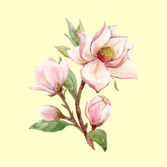 Watercolor magnolia floral vector composition © Zenina-Lembrik