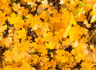Yellow leaves on the ground in autumn