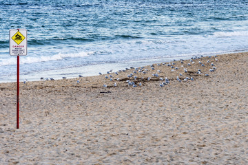 Empty beach, seagulls, calm blue Pacific Ocean with danger sign, daytime. Footsteps on sandy beach and flock of birds at tranquil Tasman Sea, Coogee Beach, Sydney, Australia.