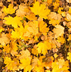 Yellow leaves on the ground in autumn