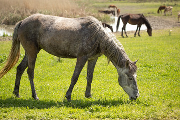 Obraz na płótnie Canvas Horses in the pasture in the spring