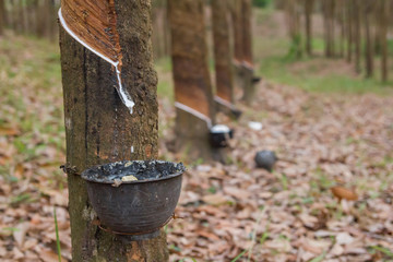 close up rubber latex drop from rubber tree to pot