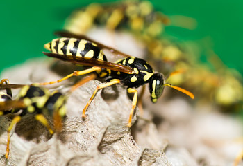 A wasp for hives in nature