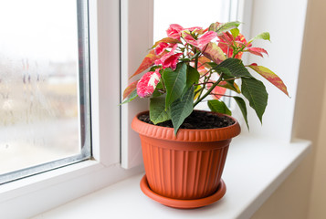 Flower in a pot on the window