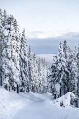 Winter time. Snowy trees in mountains. Nature