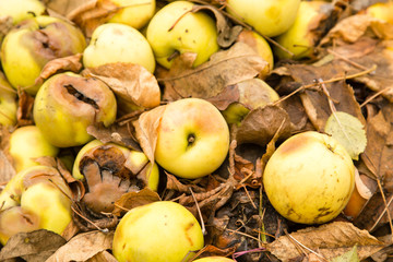 Naklejka na ściany i meble Apples lie on the ground in autumn