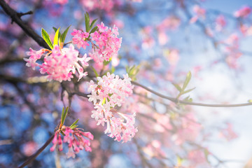 Fototapeta na wymiar Sakura flower in Denmark